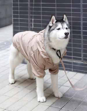 Imperméable Chien Stylé - Élégance & Confort