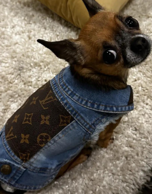 Veste pour Chien Jean's Customiser - Tissus Luxe Recyclé