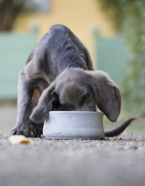 Gamelle pour Chien et Chat Rocky - LABONI