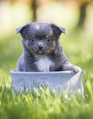 Gamelle pour Chien et Chat Rocky - LABONI