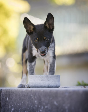 Gamelle pour Chien et Chat Rocky - LABONI