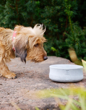 Gamelle pour Chien et Chat Rocky - LABONI