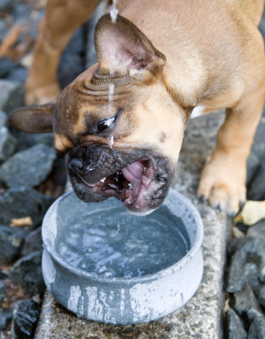 Gamelle pour Chien et Chat Rocky - LABONI