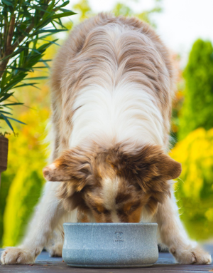 Gamelle pour Chien et Chat Rocky - LABONI