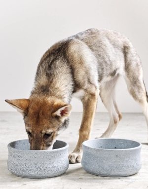 Gamelle pour Chien et Chat Rocky - LABONI