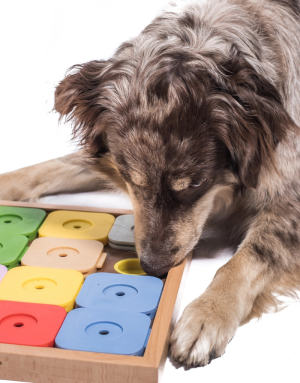 Jeu pour Chien Éducatif Sudoku Dog