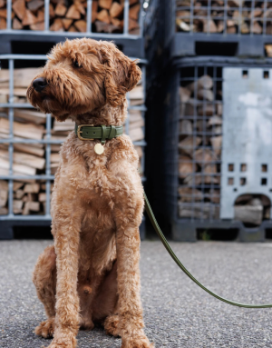 Collier pour Chien Cuir Véritable Kaki - Luxe & Élégance