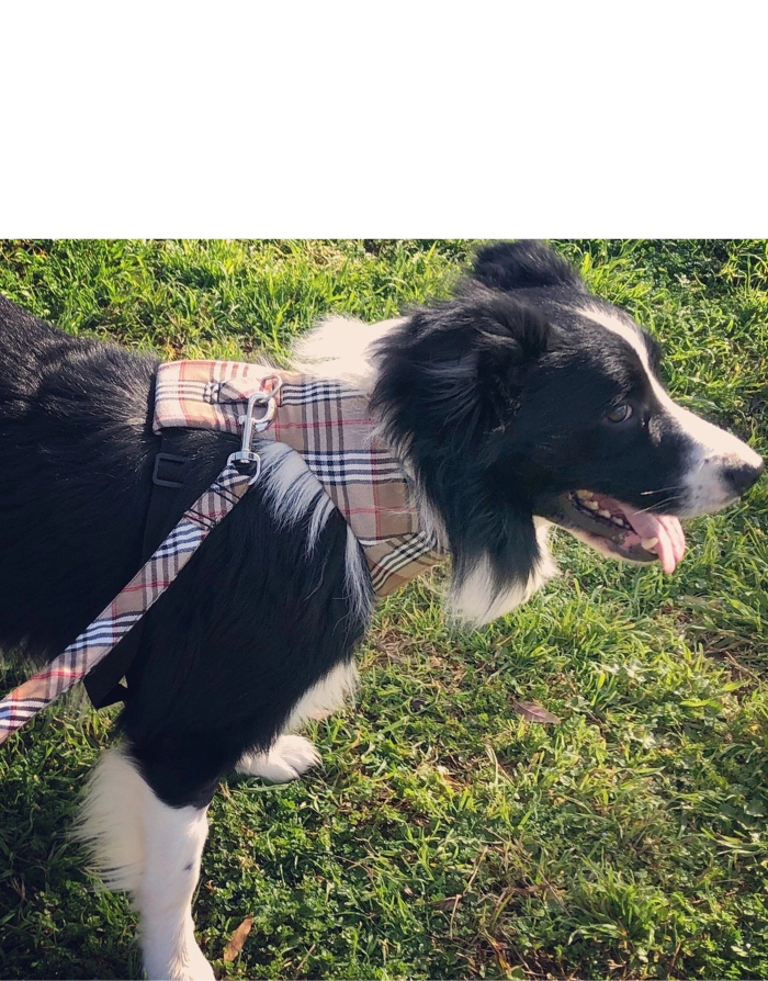 Laisse pour Chien Martingale : Inspiration Haute Couture