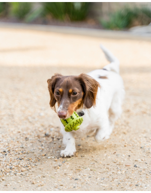 Jouet pour Chien d'Occupation Gland