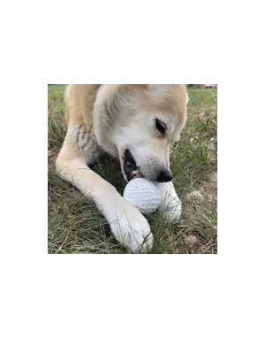 Jouet pour Chien Balle de Golf Distributeur de Friandise