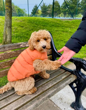 Doudoune pour Chien Réversible - Kaki & Orange