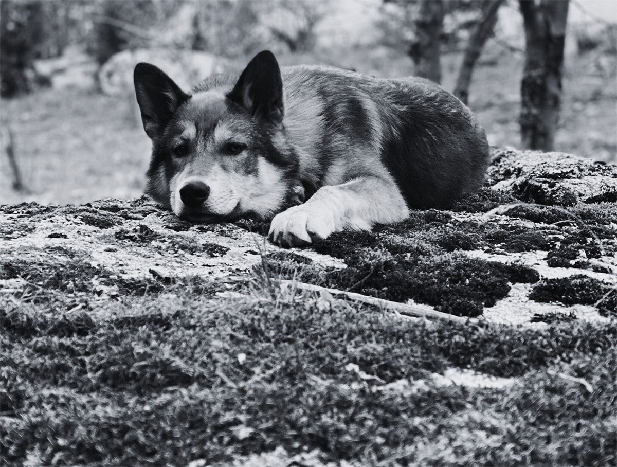 Avoir un Chien ?